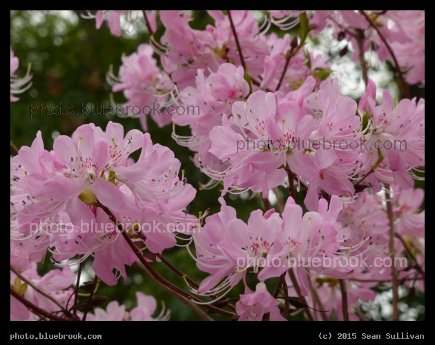 Pink Blossoms - Arboretum, Jamaica Plain MA