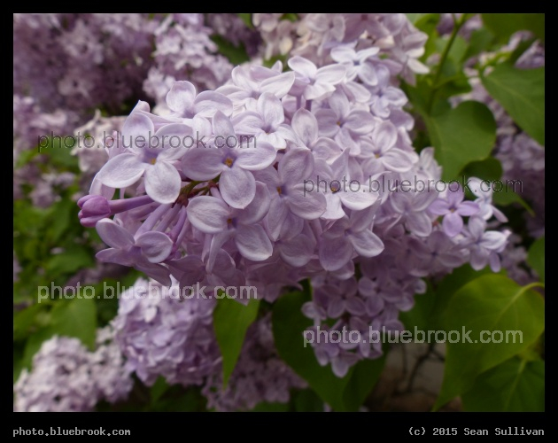 Spring Lilacs - Arboretum, Jamaica Plain MA