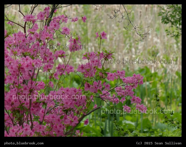 Colorful Spring - Arboretum, Jamaica Plain MA