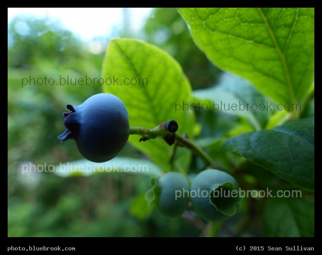 Ripe Blueberry - Somerville MA
