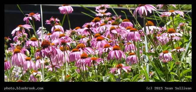 Pink Flower Panorama - A garden at the Prudential Center, Boston MA