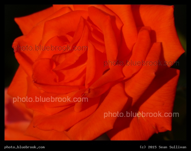 Rose at Sunset - Somerville MA