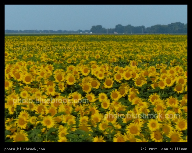 Fields of Flowers in Felton - Felton, MN