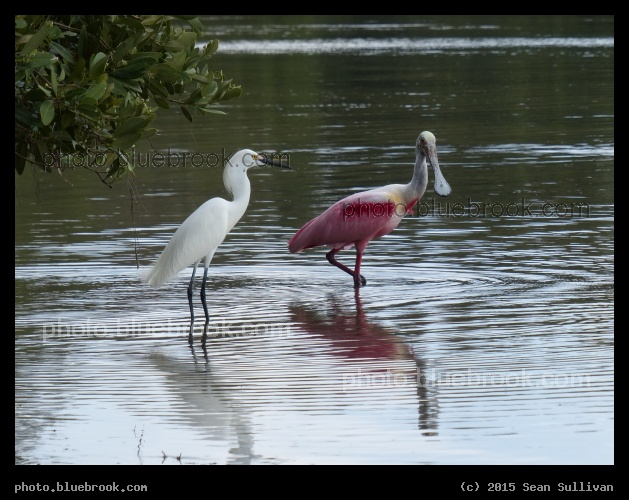 Birds of Two Colors - Spoonbill and Egret, Gulf of Mexico, St Petersburg FL
