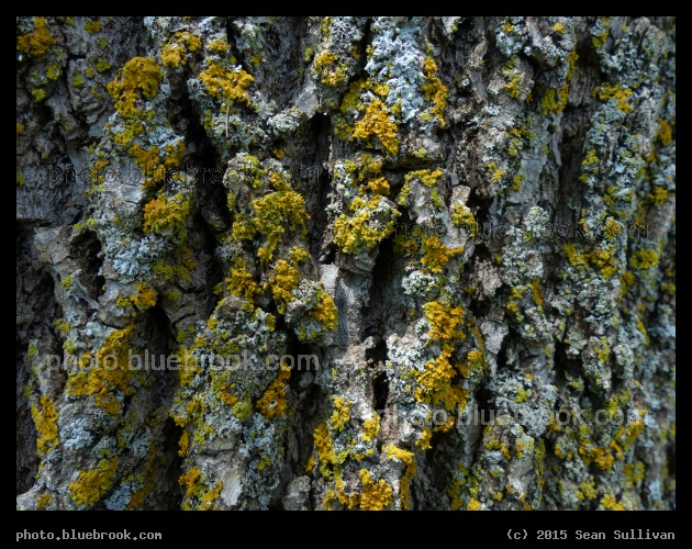 Colorful Lichens - Noonan Park, Alexandria MN