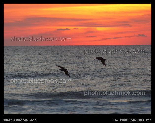 Pelicans at Dawn - Before sunrise, Cocoa Beach FL