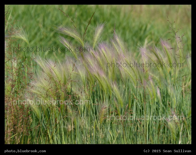 Mountain Grasses - Near Butte, MT