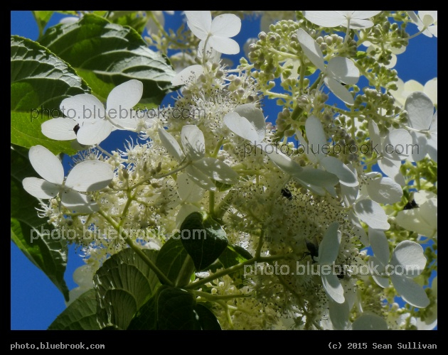 White Hydrangea - Somerville MA