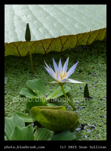 Blooming by the Lilypad - Hortus Botanicus Leiden in Leiden, Netherlands
