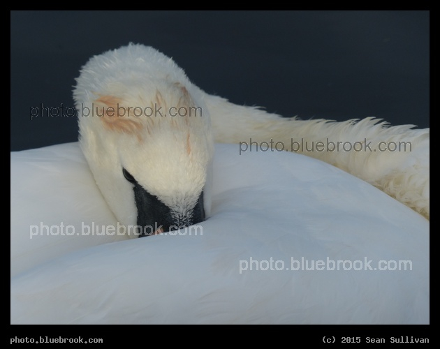 Resting Swan - St Albans, England