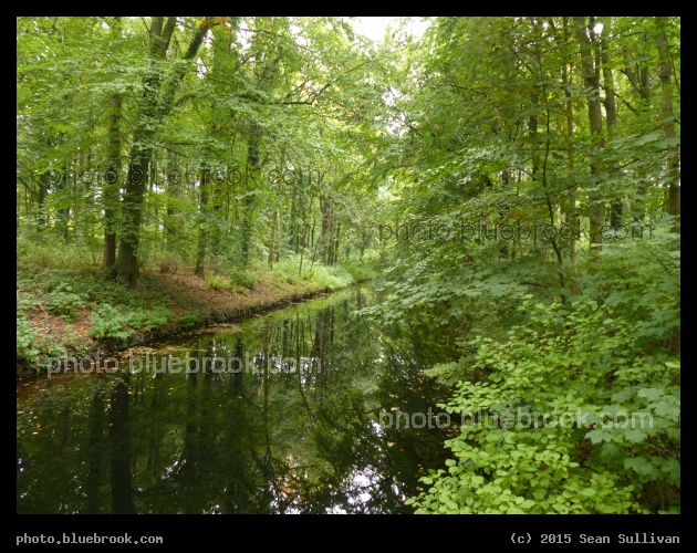 Forest of The Hague - Haagse Bos, The Hague, Netherlands