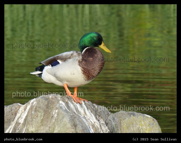 Duck on a Rock - St Albans, England