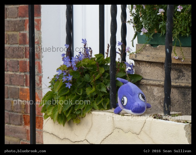 Garden with Dolphin - On a doorstep in St Albans, England
