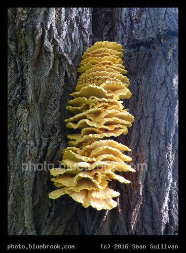 Stack of Mushrooms - Munster, Germany