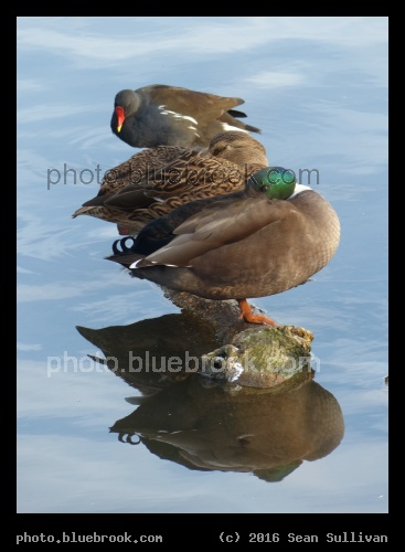 Duck, Duck, Moorhen - St Albans, England