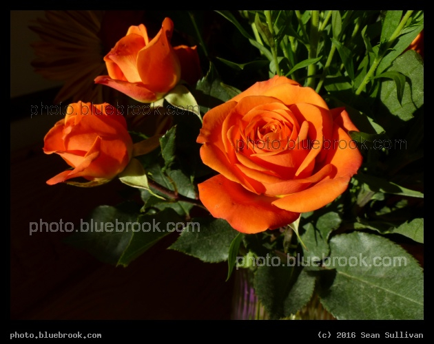 Rose Bouquet - Somerville MA