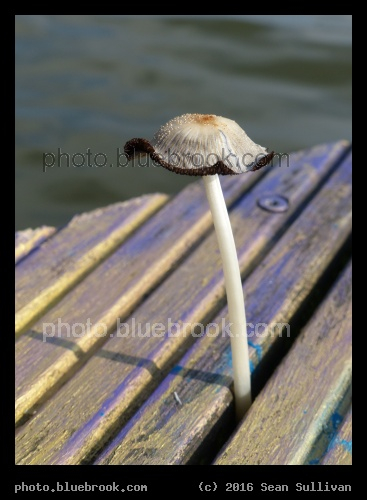 Mushroom Cap - Beside the Munstersche Aa, Munster Germany