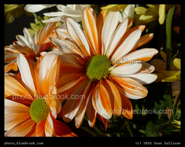 Orange Bouquet - Somerville MA