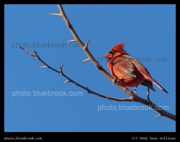 Backyard Cardinal - Somerville MA