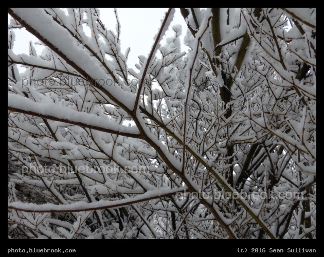 Snow on Branches - Somerville MA