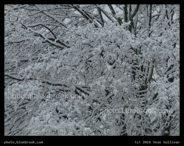 Highland Snowfall - Somerville MA