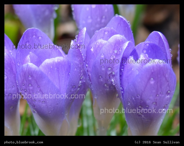 Crocus with Waterdrops - Somerville MA