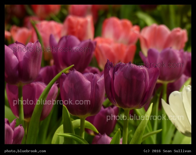 Tapestry of Tulips - Boston Flower and Garden Show 2016