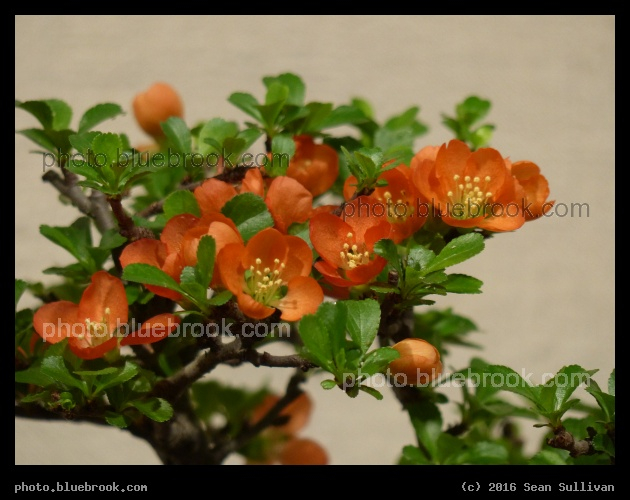 Japanese Flowering Quince - Boston Flower and Garden Show 2016