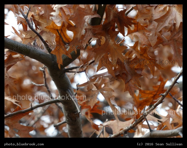 Autumn Oak Leaves - Mystic River Reservation, Somerville MA
