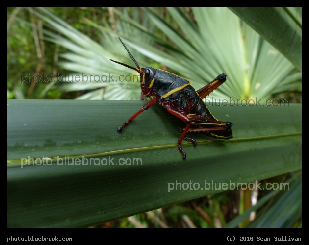 Lubber Grasshopper - Fakahatchee Strand Preserve State Park, near Copeland FL