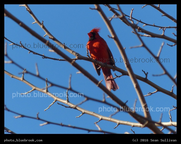 Cardinal among Branches - Somerville MA