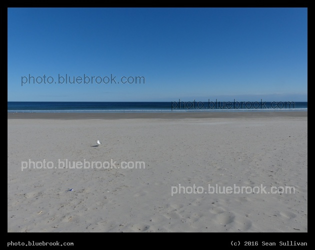 One Seagull on the Beach - Salt Island from Good Harbor Beach, Gloucester MA