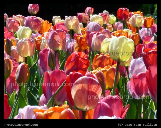 Dazzling Array of Tulips - Public Garden, Boston MA