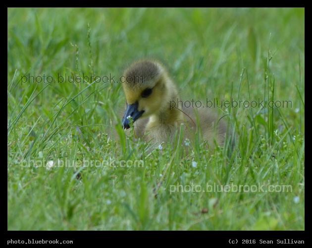 Gosling in the Grass - Holyoke, MA
