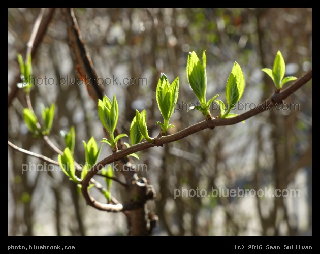 Hydrangea Branch - Somerville MA