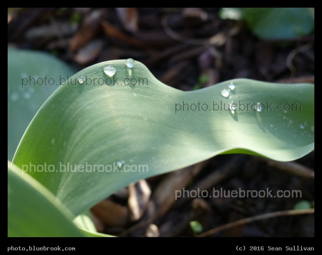 Curving Leaf - Somerville MA