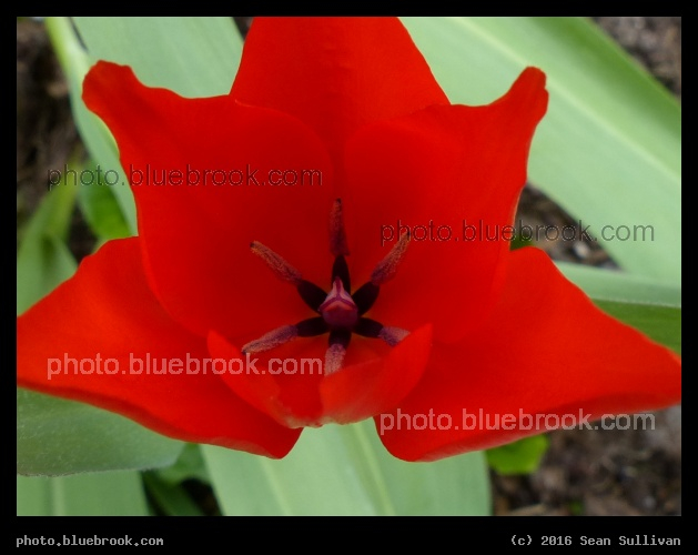 Scarlet Flower - Somerville MA