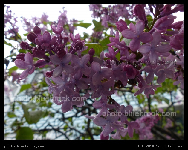 Lilacs in a Spring Shower - Somerville MA