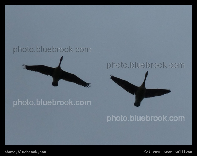 Pair of Flying Geese - Washington DC