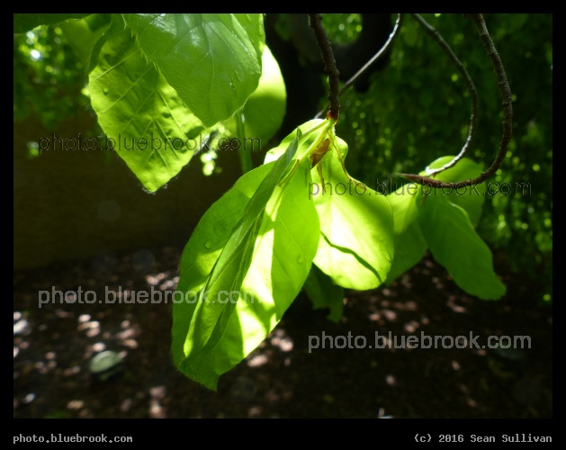 Sunlit Leaves - Hirshhorn Gallery sculpture garden, Washington DC