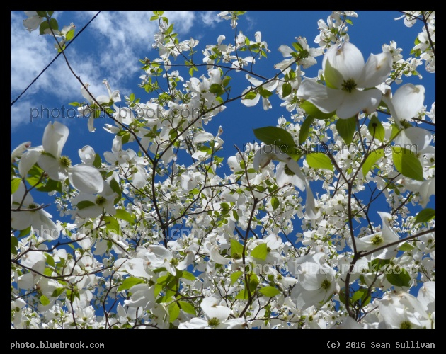 Trowbridge Flowers - Cambridge MA