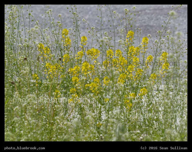 Yellow Seen Through - Somerville MA
