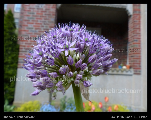 Strathmore Flower - Brighton MA