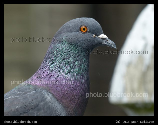 Pigeon and Fencepost - Somerville MA
