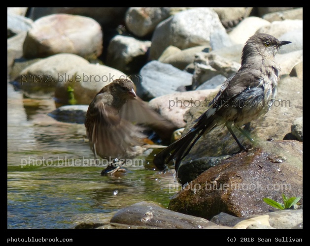 Bathing Sparrows - Washington DC