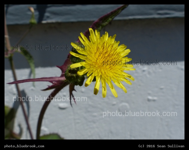Backyard Yellow Flower - Somerville MA