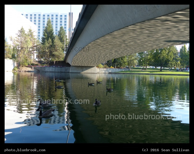 Geese under Bridge - Spokane WA