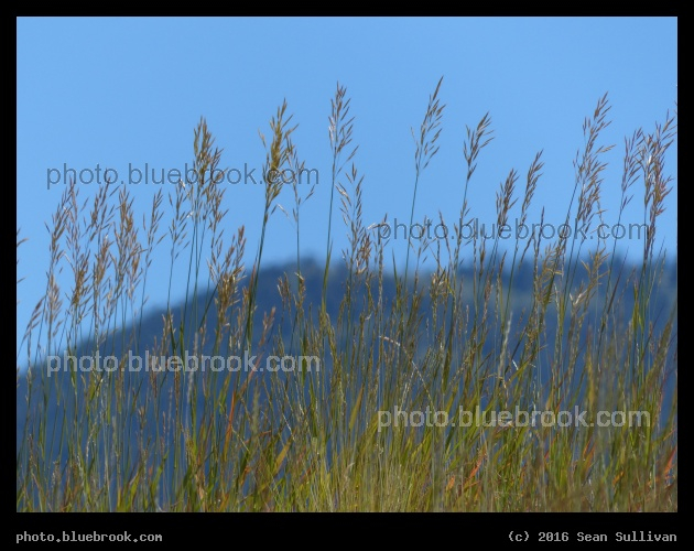 Grasses over the Mountain - Sapphire Mountain backdrop, Florence MT