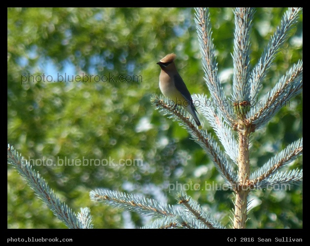 Waxwing in Florence - Florence MT