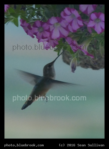 Hummingbird Visit - Corvallis MT